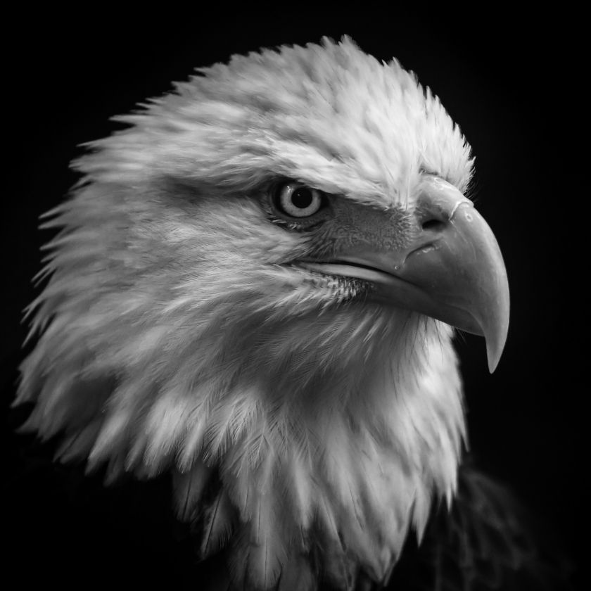 Collage Deco 'Zeearend' - 30x30cm - MA39001 -  Wanddeco bij MajesticAlly