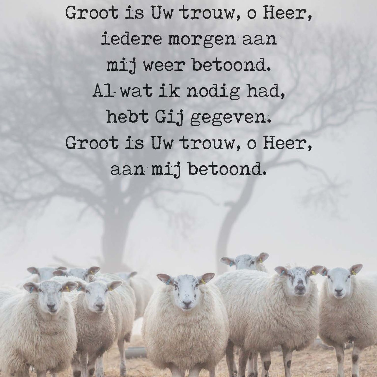 Poster A4  Groot is Uw trouw - Opwekking 123 - 552685P -  Posters bij MajesticAlly